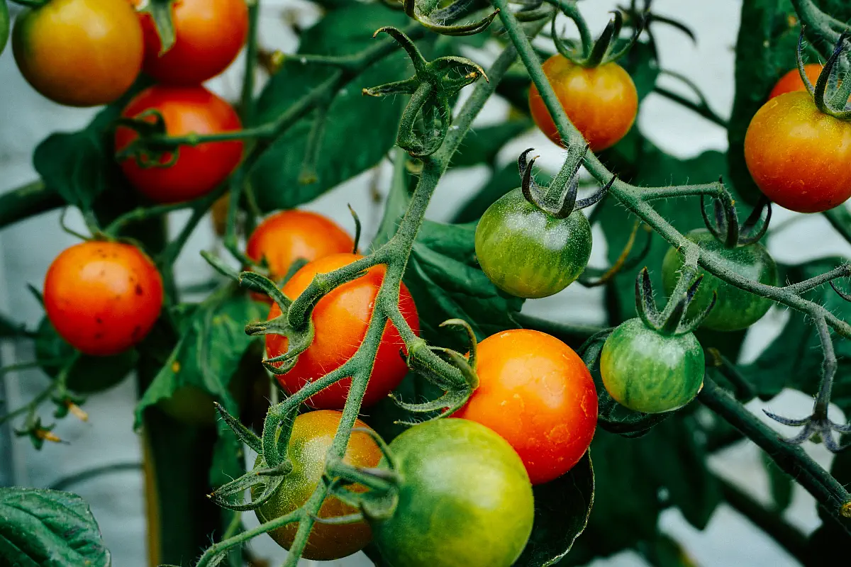 huerta plantas tomates