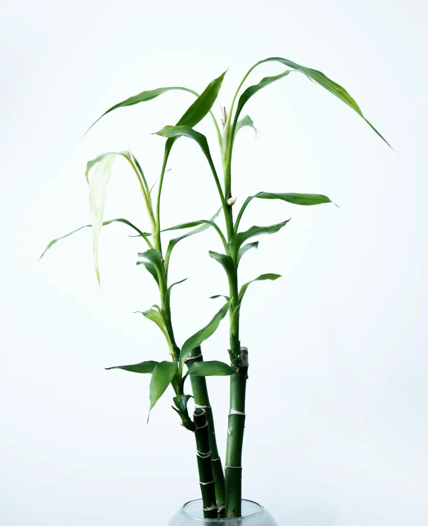 planta bambu de la suerte