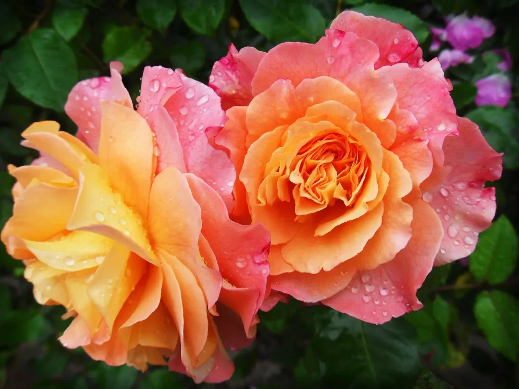 planta rosa rosal rosas