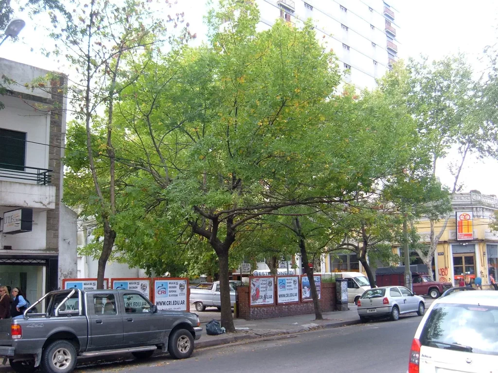 que árbol plantar buenos aires argentina