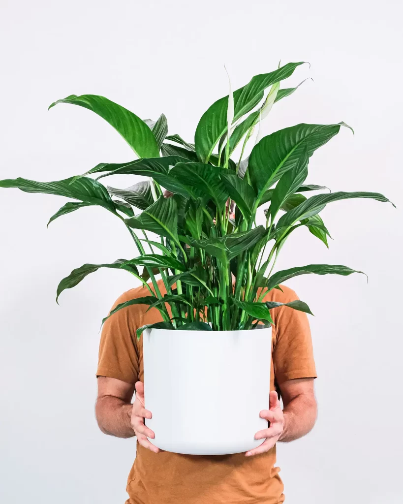 Spathiphyllum planta de interior planta purificadora de aire