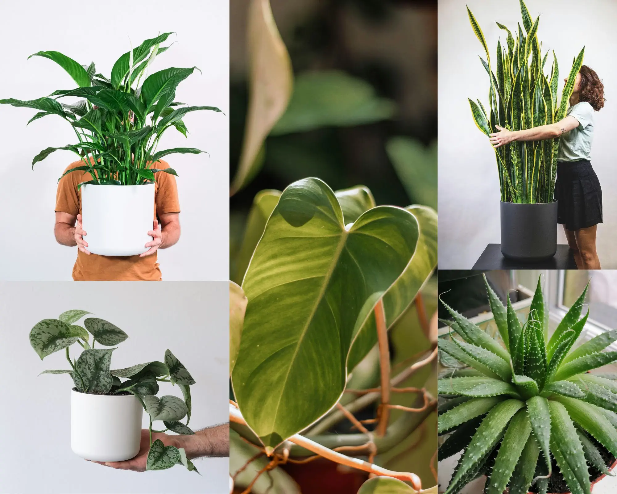 Plantas de interior que purifican el aire de tu casa web